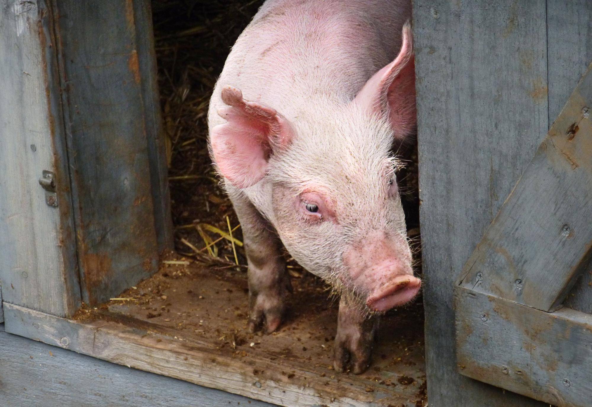 南方地区行情窄幅调整为主.西南,华东,华中以及华南等地以稳为主.
