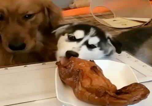 二哈和金毛守着烤鸭,结果二哈监守自盗,一口一个鸭屁股