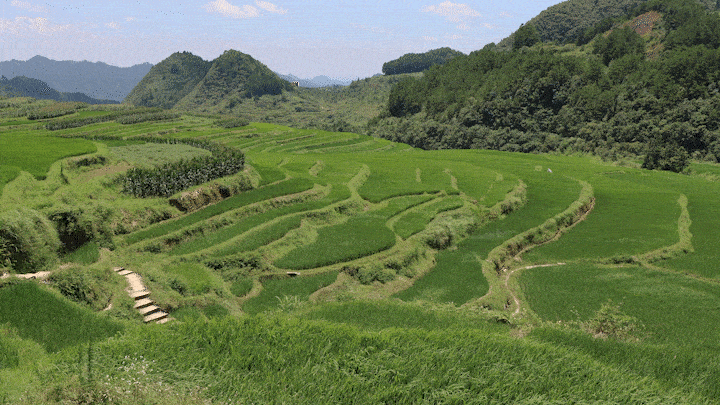 哇~贵州这片夏日稻田也太美了吧！