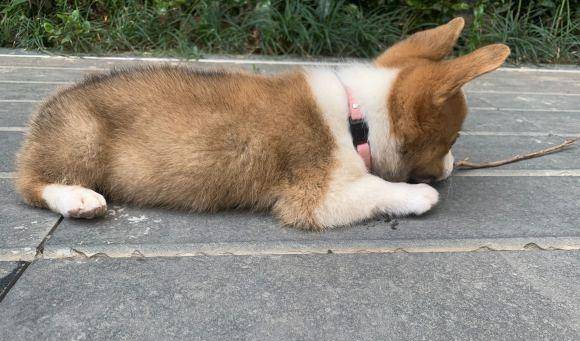 箱子|柯基的腿长长了，紧接着家里就遭殃了，难道它爸是……