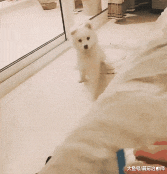 什么|主人还只是碰到零食包装袋, 睡觉的狗狗就立马醒了, 耳朵真灵啊!