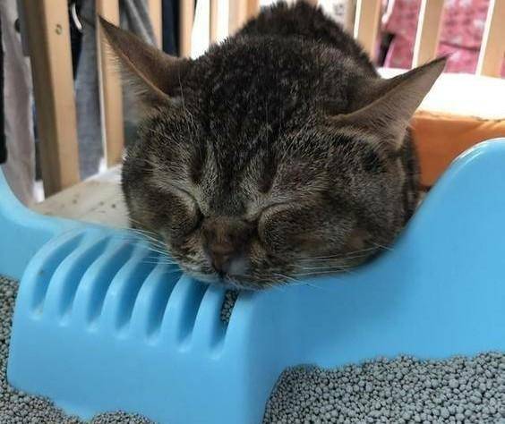 猫放屁臭是真的吗 2b9ad1765a804e898d2260946eb1b293.jpeg