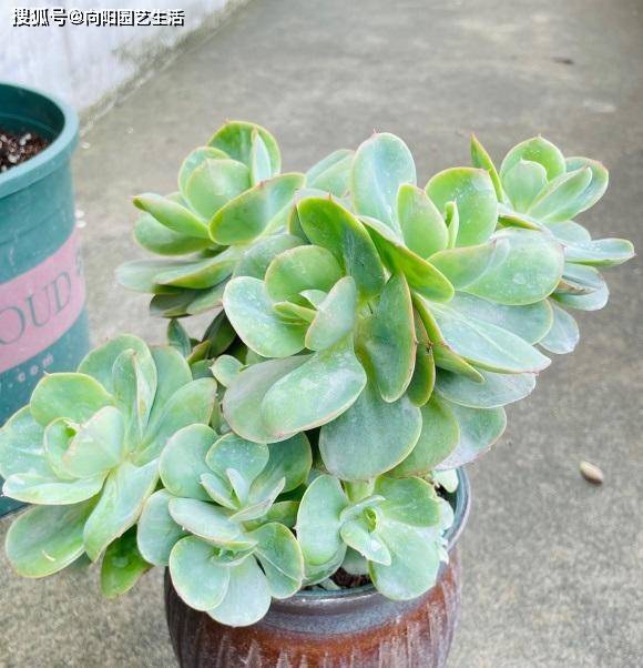 景天多肉对光照要求高 室内阳台缺光照 难养好 不建议选择 徒长
