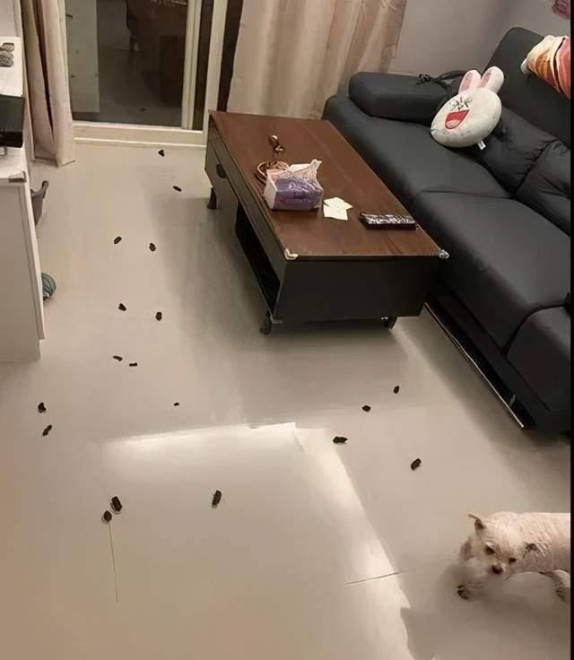 猫咪|狗狗：不是说头过身体就能过吗？又骗三岁小柯基？屁股大有错吗？