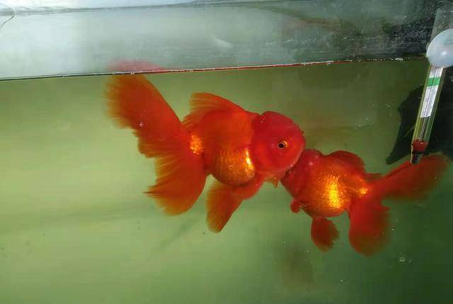 普通的家养金鱼也是可以繁殖的 方法并不难 雄鱼