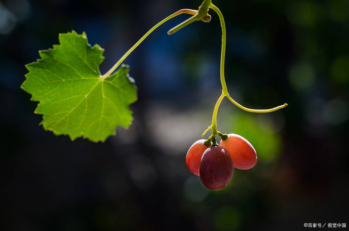 院里种葡萄为什么不好
