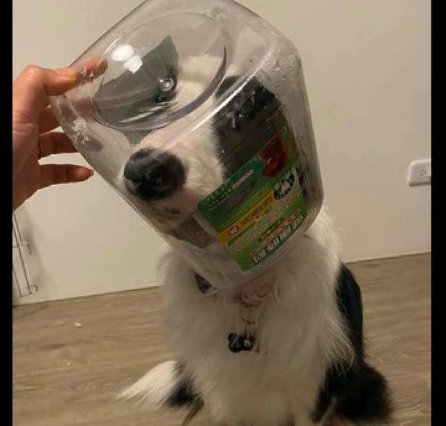 无辜|狗狗贪吃把头卡在了桶里,还一脸无辜的表情,在角色扮演太空狗?