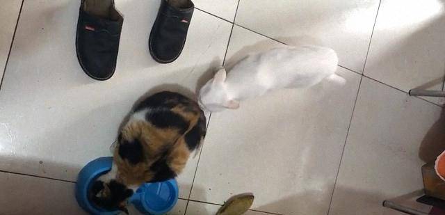 花猫是啥意思 ba324ada2daa4c5aaae7285a92b6542b.jpeg