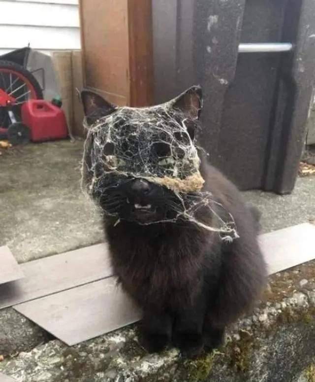 猫咪|狗狗：不是说头过身体就能过吗？又骗三岁小柯基？屁股大有错吗？