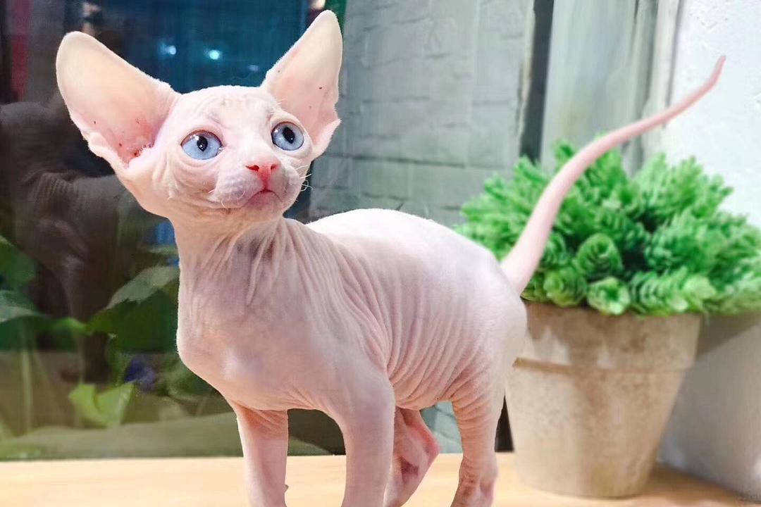 产地|“寿命最短”的6种猫咪,有你正在养的吗?快来看看吧
