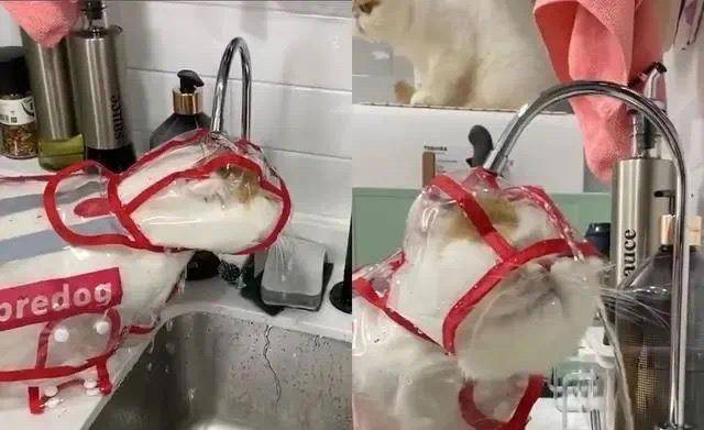 吃喝|主人头疼猫喝水总湿毛，给它穿猫式雨衣，猫费劲半天还是喝不到水