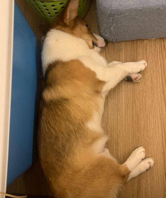 箱子|柯基的腿长长了，紧接着家里就遭殃了，难道它爸是……