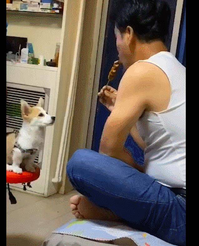 宠物|主人假装把烤串给柯基吃，它刚站起就掉了下去，狗：你是真的狗