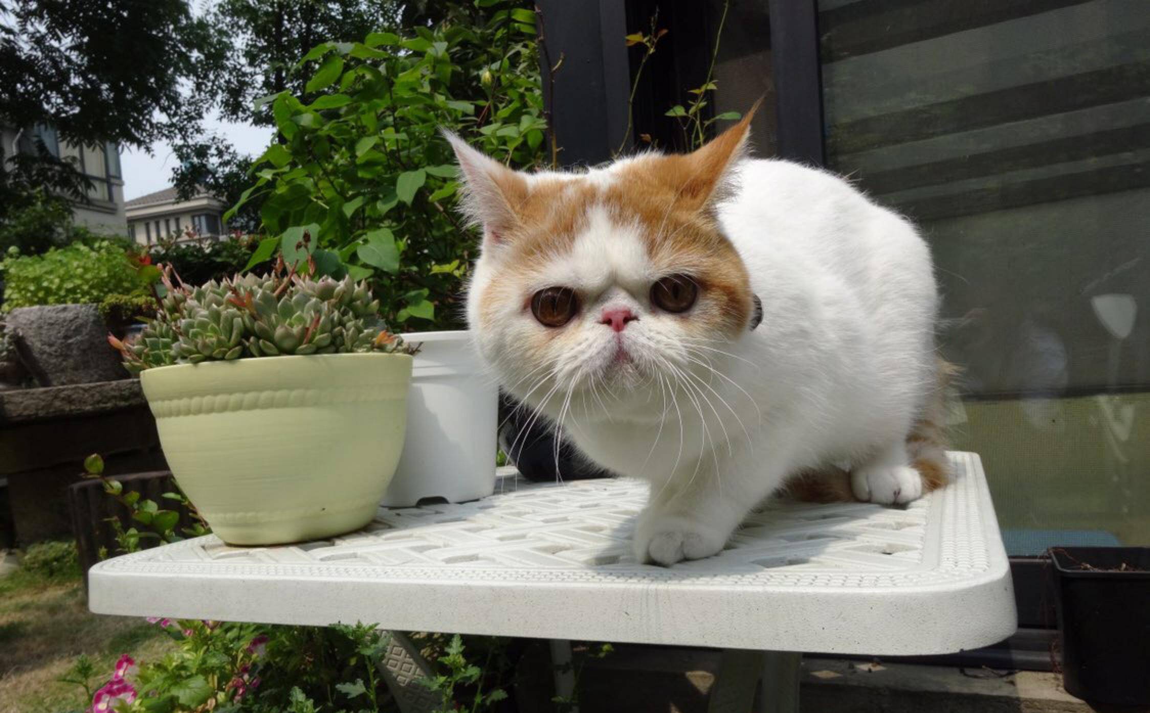 脸盘|加菲猫野外求生记！太萌了，谁说猫不能溜的逗死我了……