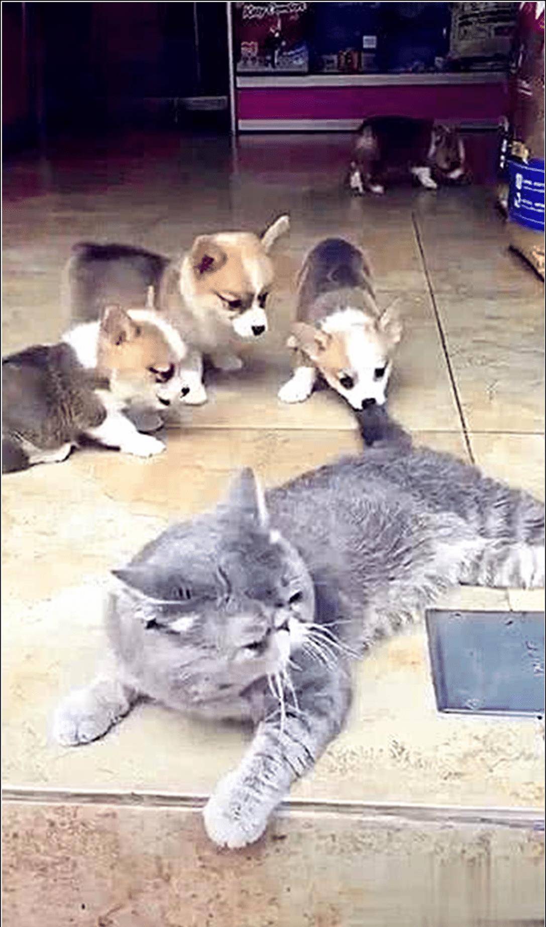 什么|蓝猫正在睡午觉，刚眯眼就感觉有点不对劲，睁眼看清后直接傻眼了