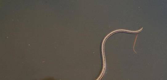 蛇是有脊椎的动物吗 5f3ad7781dee41fd859617ca42268097.jpeg