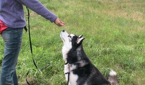 奖励|训练狗狗之前, 这五个细节一定要先了解, 能让你事半功倍