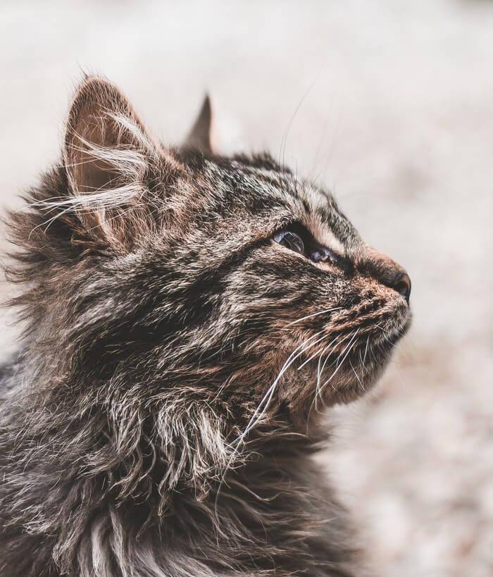 猫薄荷是一种保存精油的植物, 猫会不会吃_反应