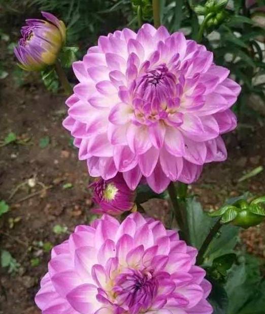 什么时候种植大丽花 82c982c16f3d4eccbc01d3ff306f2e0c.jpeg