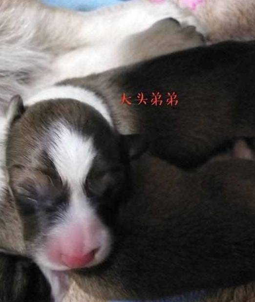 主人|柯基爸爸全程陪伴妻子生产，专注地看了整整五个小时让主人感动！