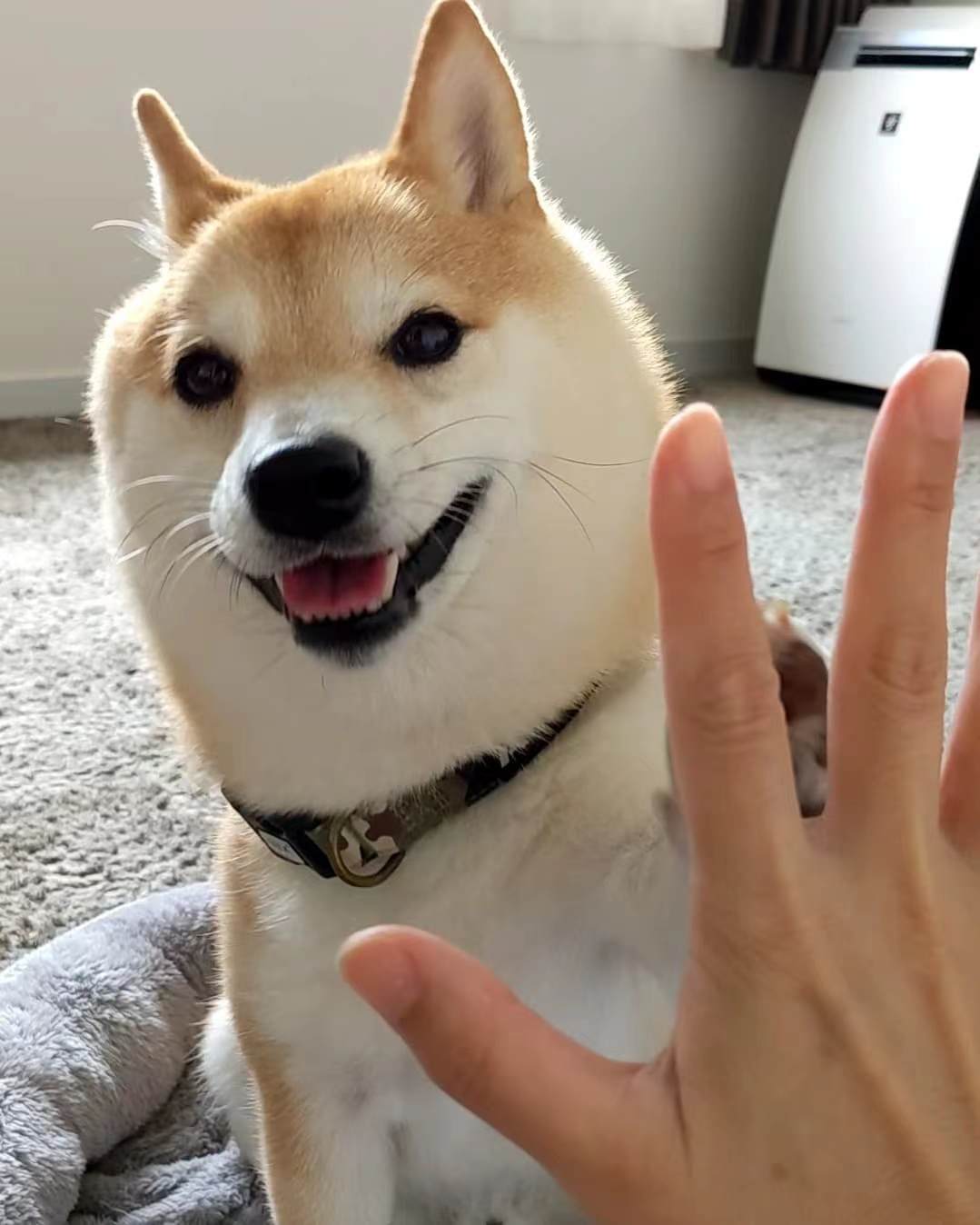 咨询|柴犬百科丨关于柴犬挑食的四个问题