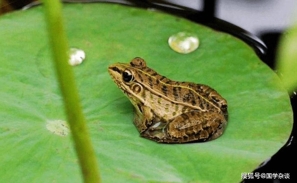 原创民间故事蛤蟆儿子