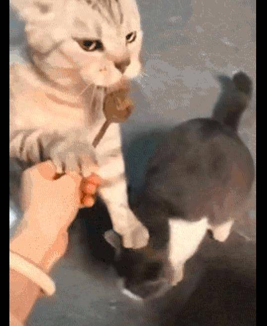 猫咪|网友给两只猫喂零食吃, 其中一只猫按着同伴的头吃独食, 好霸道!