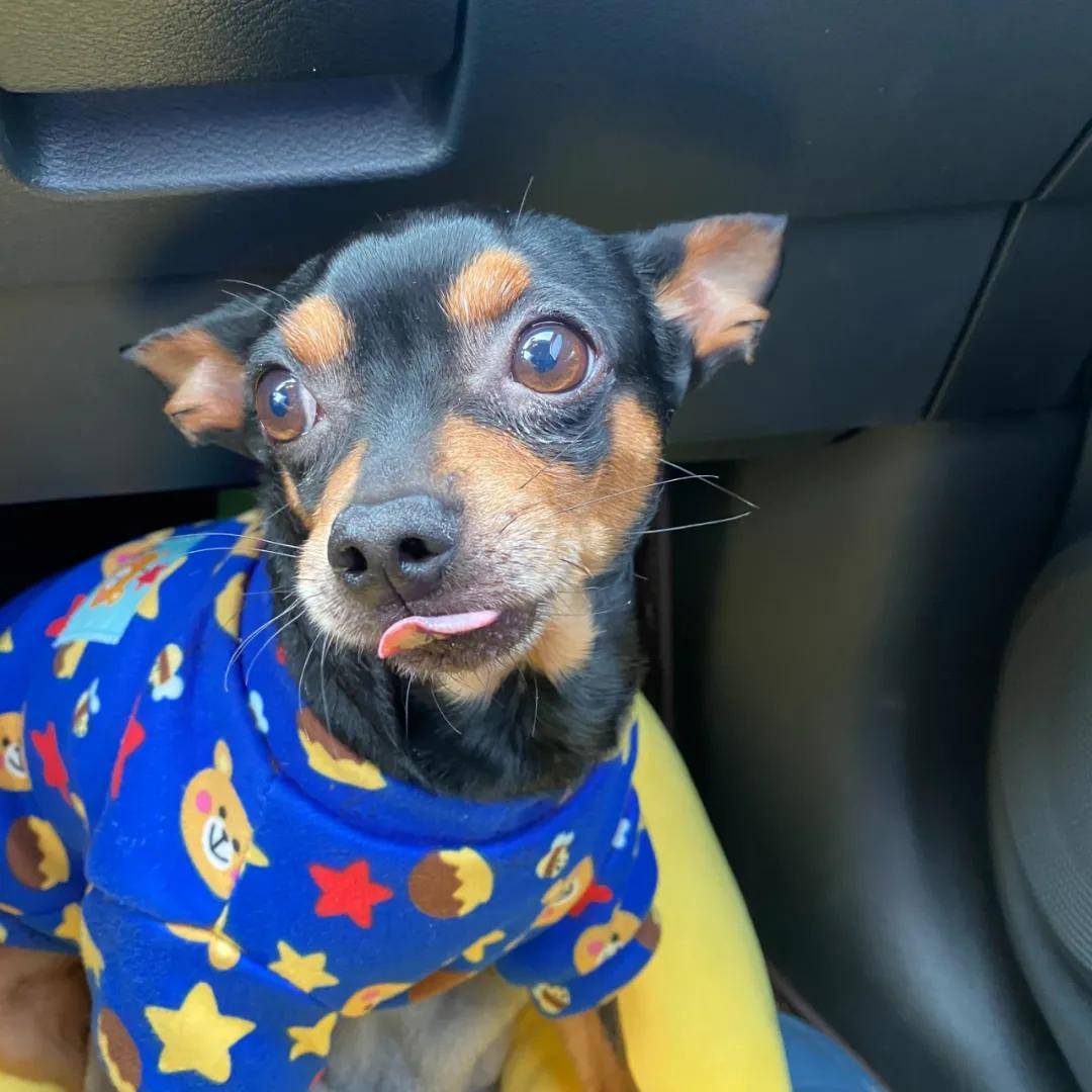 因为|吸完几百只猫猫狗狗,我们从中选出了30只最可爱的给你