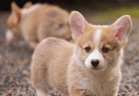 猎犬|盘点掉毛最厉害的五种狗：柯基没得话说，图五一年掉的能织毛衣！