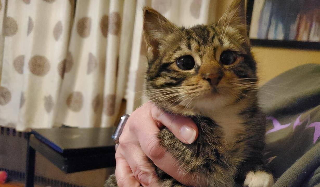 怎么看小猫发烧 24734a7e37304151b0bde439c486c20f.jpeg