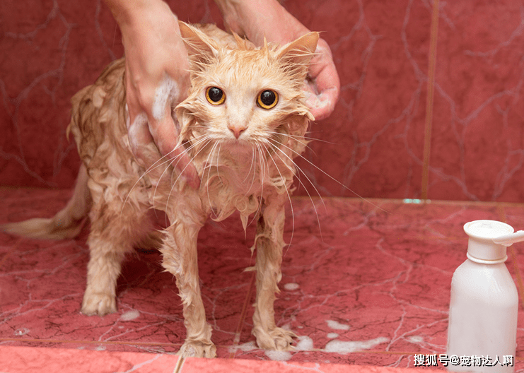 夏季养猫雷区：家里有养猫的，一定要注意了！_猫咪 - 猫 雷