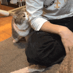 猫的记忆有多久 或许不长 但它可以一辈子记住你 猫咪