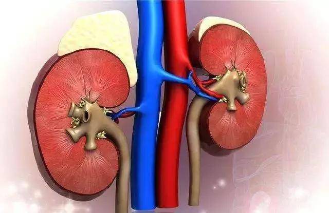 肾脏|干细胞 | 让尿毒症患者不再别无选择