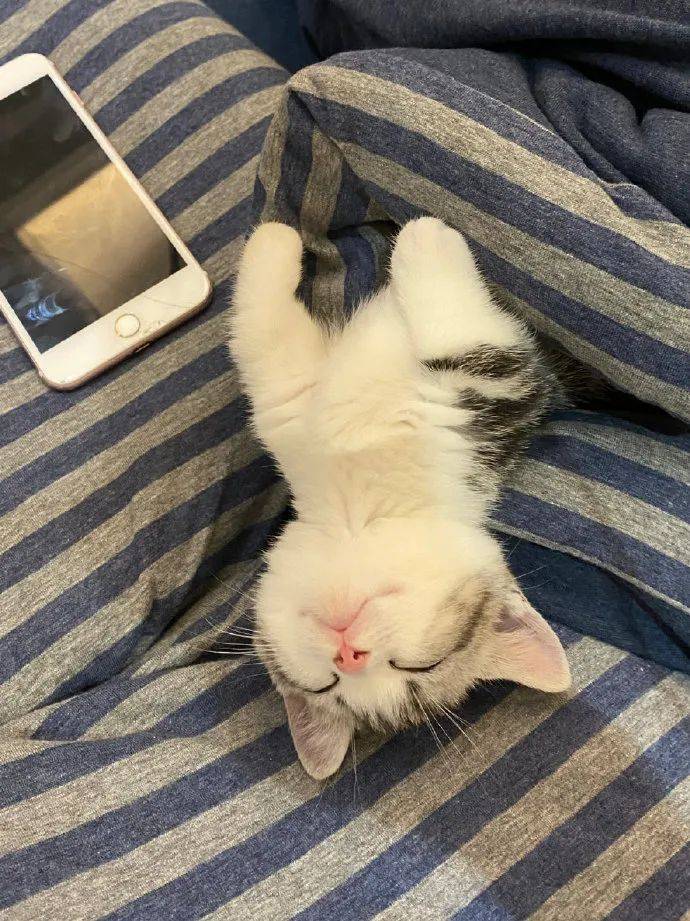 睡不醒的小猫咪