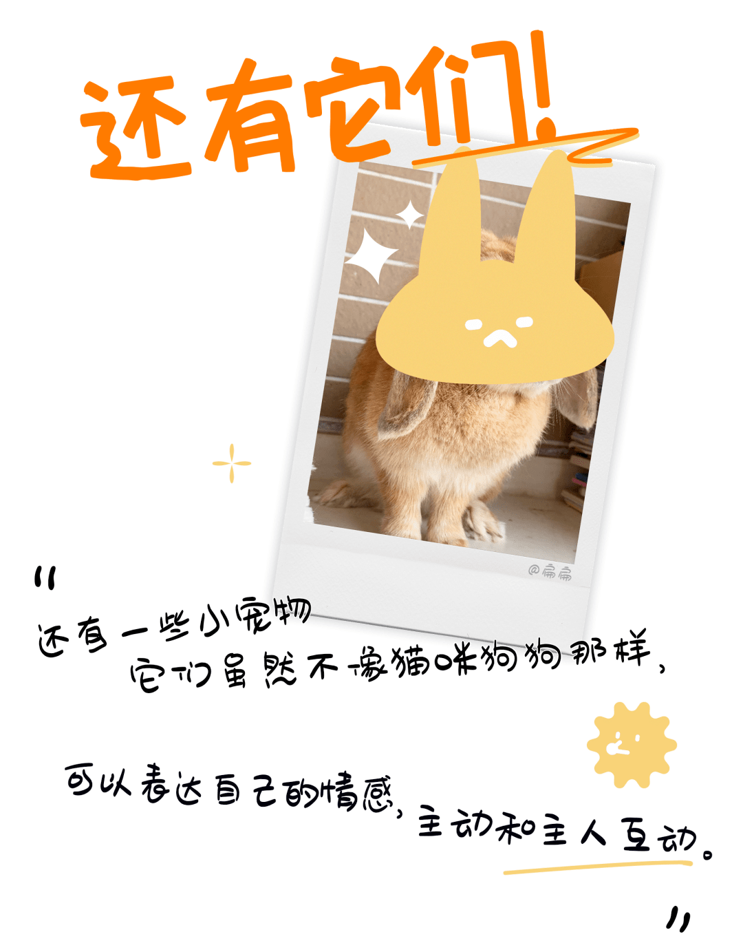 因为|吸完几百只猫猫狗狗,我们从中选出了30只最可爱的给你