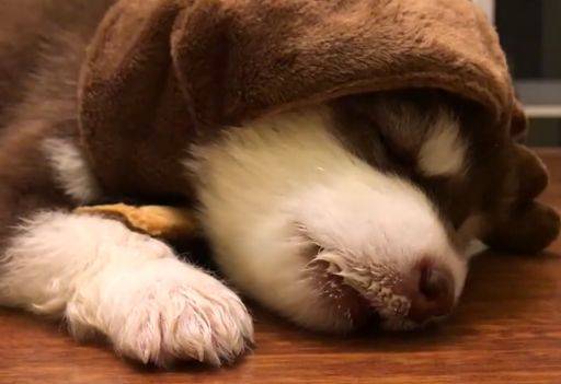 吃货小奶汪边睡边吃挣扎着起来我还能吃