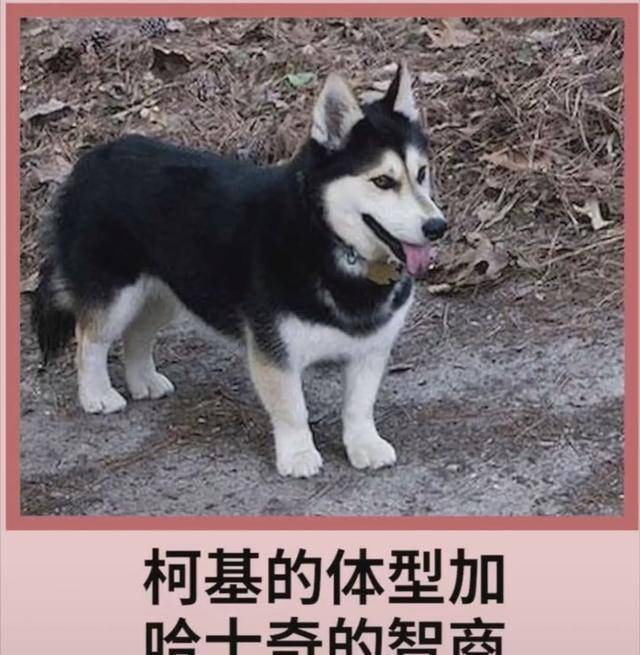 包占|宠物狗柯基的强大基因，看完不得你不服，网友赞叹：太强大了