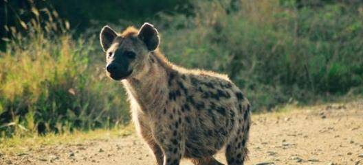 猛兽排名_猛兽手机壁纸