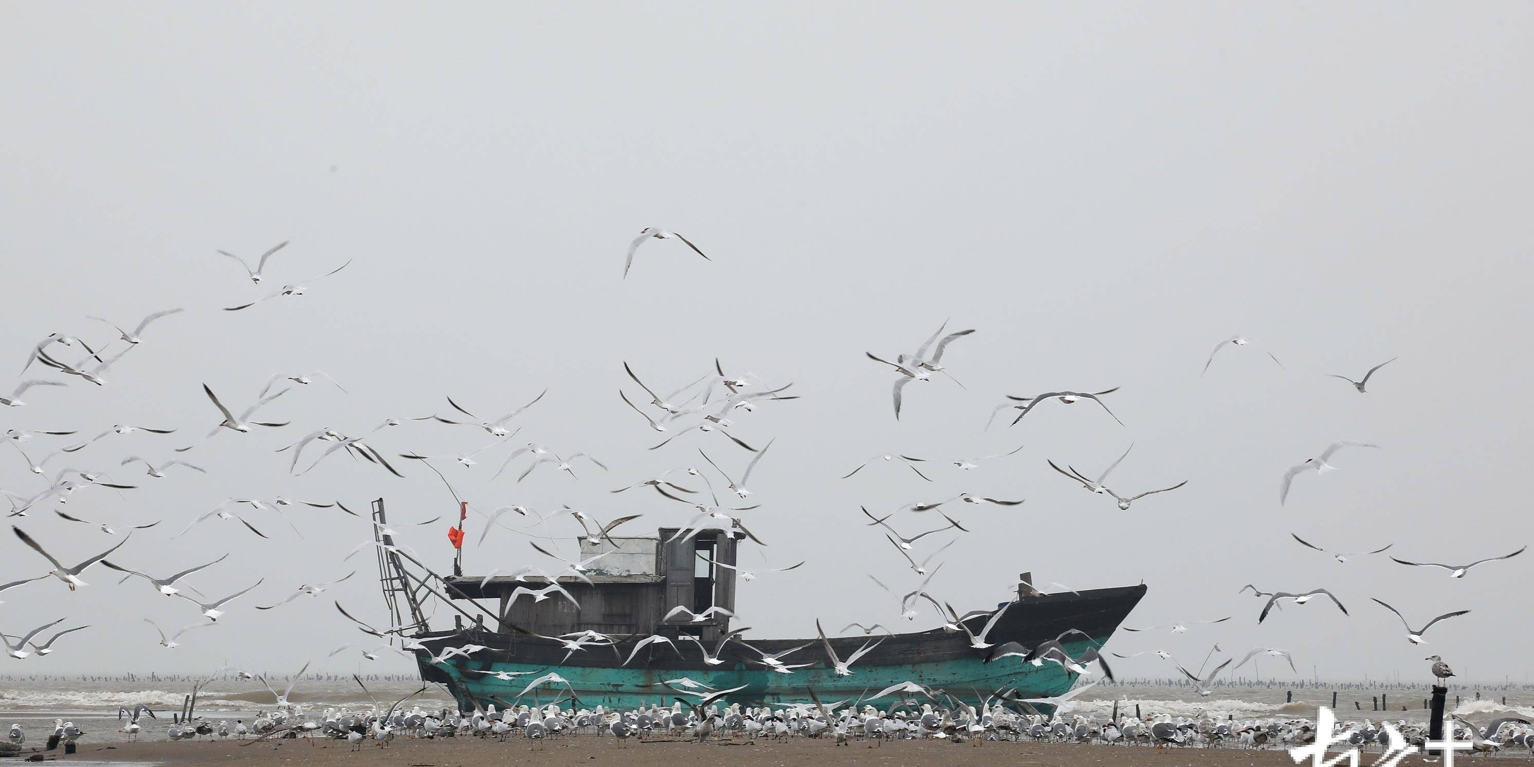 珠海数千海鸥戏金滩，赶紧一起看看这热闹又温馨的一幕