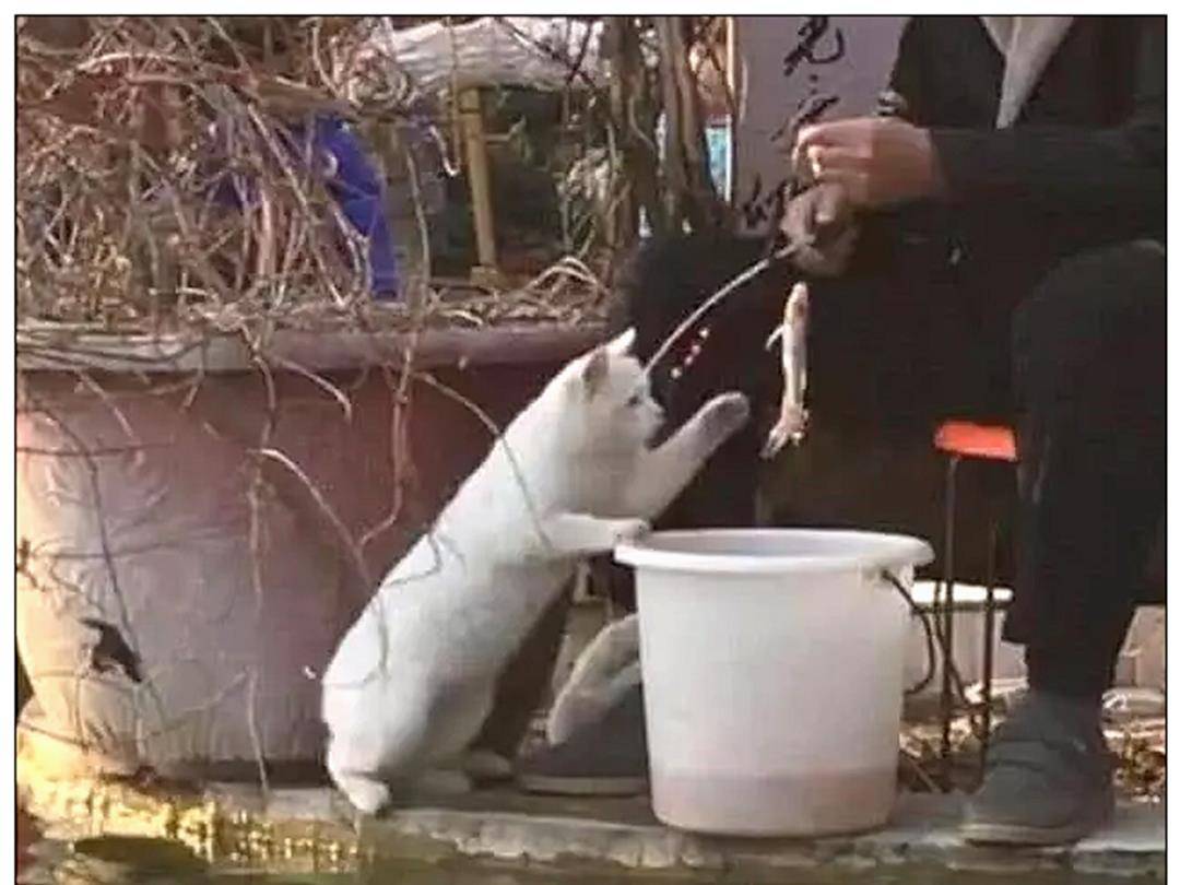 男主带着猫咪去钓鱼,钓上一只鱼时,它的反应让人笑出鼻涕泡 男主带着猫咪去钓鱼,钓上一只鱼时,它的反应让人笑出鼻涕泡