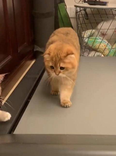 猫咪为阻止铲屎官减肥，竟然学会了用跑步机？网友：是该减肥了！