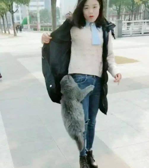猫咪绝技就是抱大腿，顺着腿钻进主人衣服，猫咪：大佬求带 