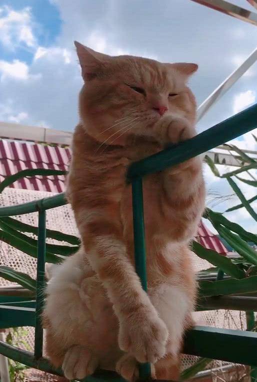 猫咪喜欢趴在栏杆上，总感觉很忧伤，喵：我什么时候才有女朋友？ 