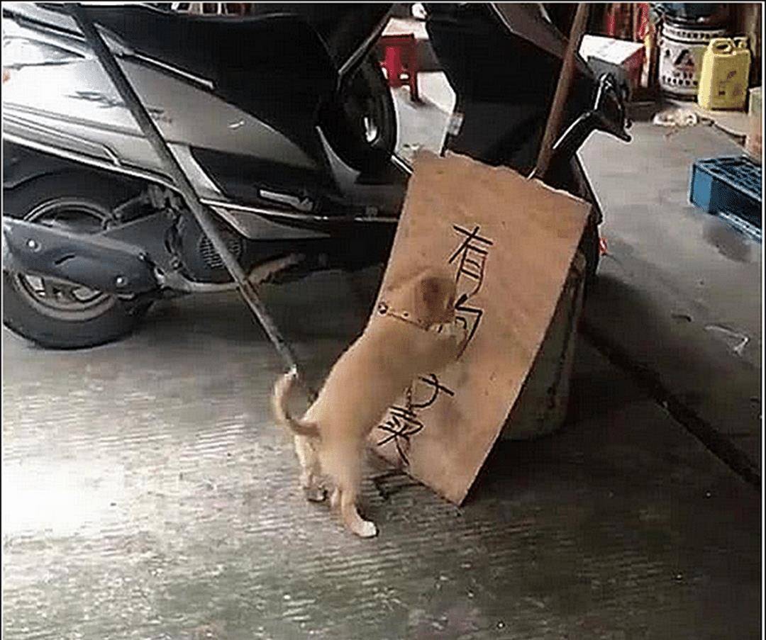 男主在门口放了个牌子,土狗发现不对劲,听到对话后顿时不淡定了 男主在门口放了个牌子,土狗发现不对劲,听到对话后顿时不淡定了