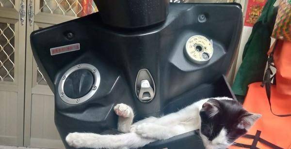猫咪果然都是液体做的!网友:此猫有练过 猫咪果然都是液体做的!网友:此猫有练过