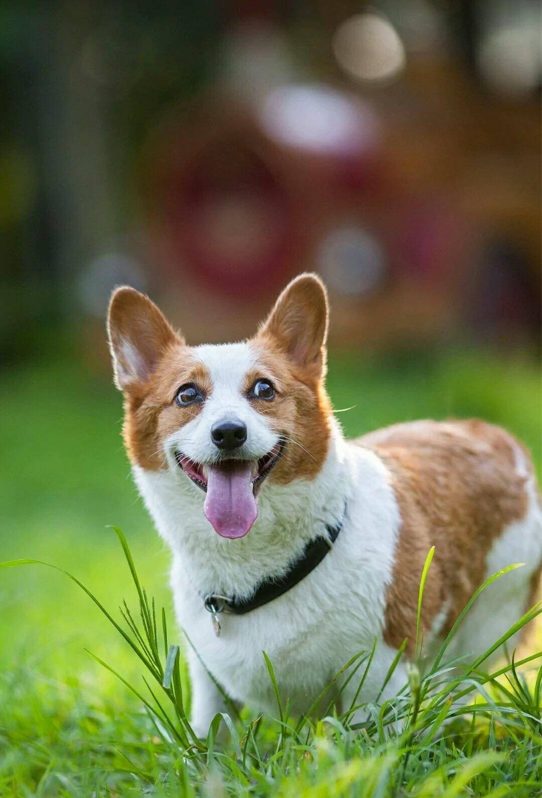 因为|柯基的六个优点