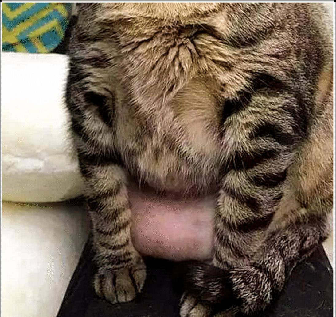 猫咪不吃饭,主人感觉不对劲,带去医院检查,凑近一看无法淡定了 猫咪不吃饭,主人感觉不对劲,带去医院检查,凑近一看无法淡定了