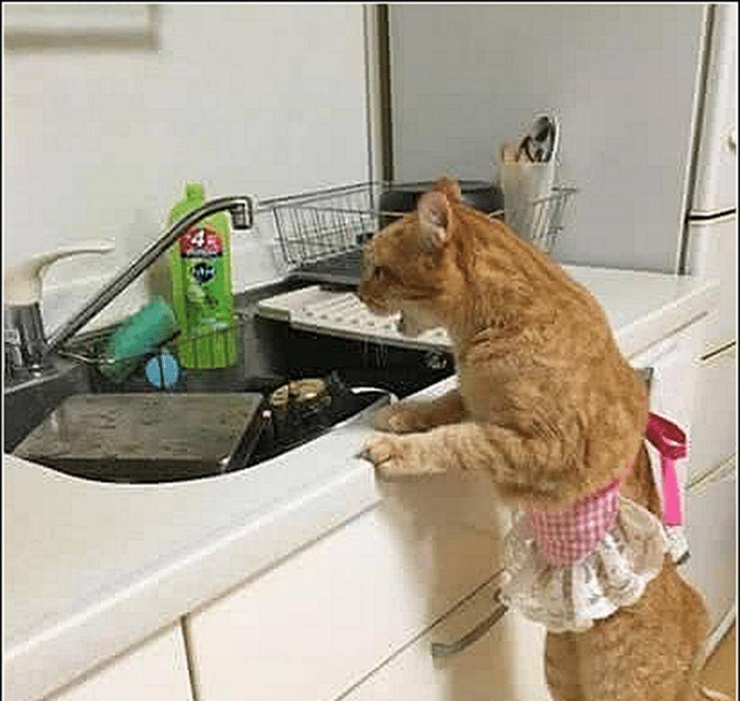 男子出差忘倒猫粮，担心会饿到橘猫，三天后回来一看傻眼了 