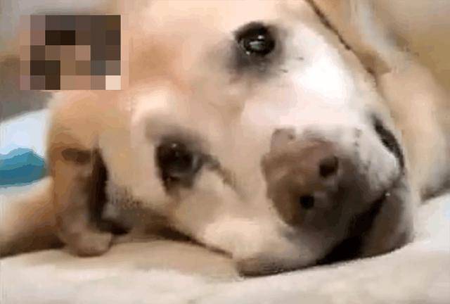 狗狗照顾残疾主人15年, 临终前狗狗留下的遗言, 让主人泪崩