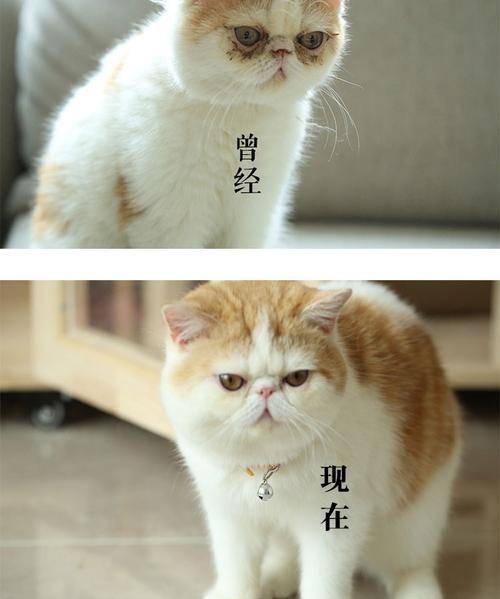 方法|加菲猫泪痕严重怎么办？